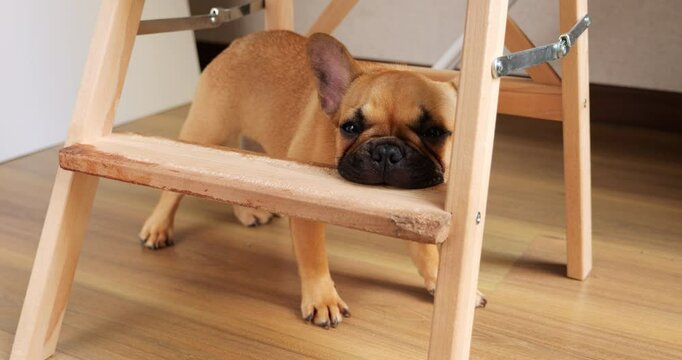Mischievous French Bulldog puppy, growing teeth, diligently chews a wooden step. Adorable Frenchie doggy, standing, focuses intently on the gnawing activity, satisfying its teething instincts.