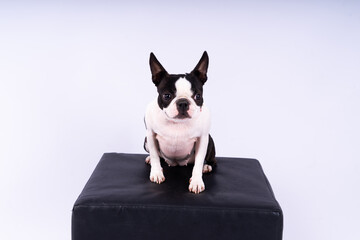 Portrait of a dog on a white dark background. Attentive Boston Terrier