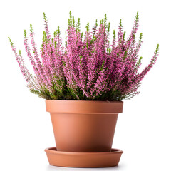 Pink heather flowers (calluna vulgaris) in clay pot isolated on white background
