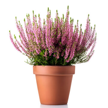 Pink heather flowers (calluna vulgaris) in clay pot isolated on white background