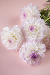 White beautiful dahlias on pink plain background