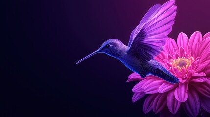 Fototapeta premium Vibrant hummingbird hovering over a colorful flower, dark background.