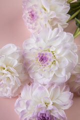 White beautiful dahlias on pink plain background