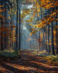 Fall foggy forest with light rays