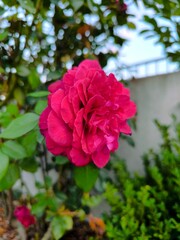 pink rose bush