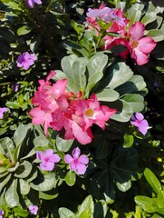 pink flowers in the garden, Pink flower in the sunny day in garden 