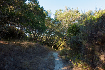 Beautiful path in the forest of Kavos, Corfu island, Greece, perfect for long walks