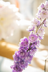 Beautiful lush delphinium of purple color
