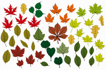 Set autumn leaves isolated. Vector illustration