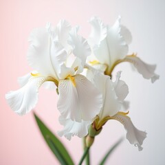 Obraz premium Elegant white iris flowers on a soft pastel background, perfect for floral design, wellness, and beauty projects, adding a touch of sophistication and nature.