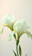Elegant white iris flowers with delicate ruffled petals against a soft background, perfect for floral designs, invitations, and nature-themed projects.