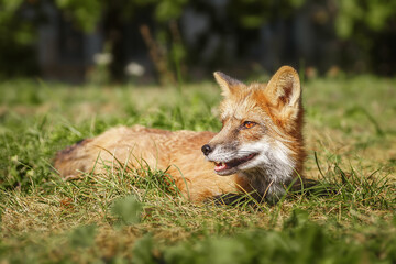 Fototapeta premium A close up of a Red Fox in the grass