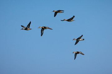 Flock of ducks in flight.