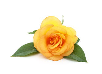 One yellow rose.