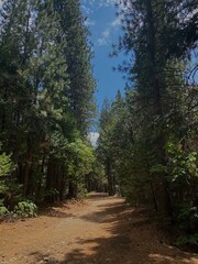 path in the woods