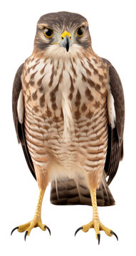 Buzzard animal bird accipiter.