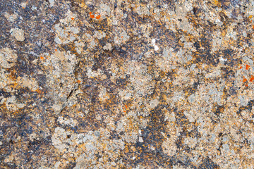 Colored lichen on stone top view
