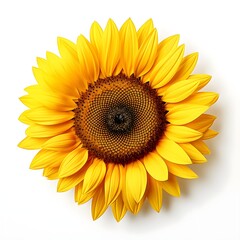 Fototapeta premium sunflower on with white backround generative AI