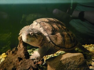 turtle in the water