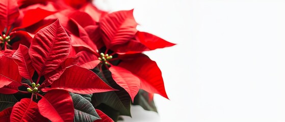 A red poinsettia flower is the main focus of the image