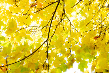 Vibrant fall foliage