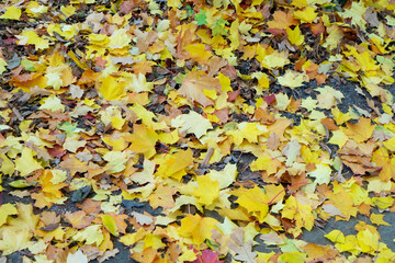 Vibrant fall foliage