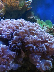 Intricate and colorful bubble corals are displayed in an aquarium setting, showcasing the beauty of marine life