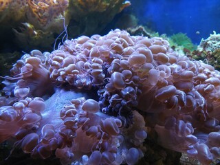 Intricate and colorful bubble corals are displayed in an aquarium setting, showcasing the beauty of...