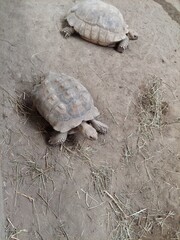 Fototapeta premium Two african spurred tortoises are slowly making their way across the sand in their enclosure at the zoo