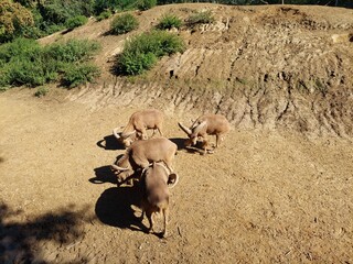 Barabary sheep family is standing together eating grass on a sunny day