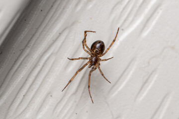 Steatoda borealis Boreal Combfoot