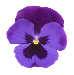 Naklejka premium Fleur de pensée violette 