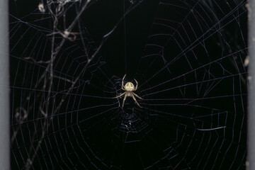 Araneus pegnia Butterfly Orbweaver