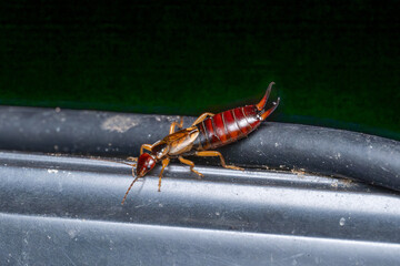 Forficula auricularia European Earwig