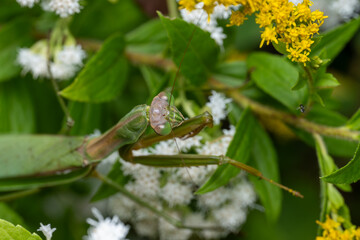 Tenodera sinensis Chinese Mantis