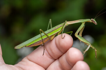 Tenodera sinensis Chinese Mantis