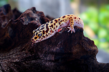 a reptile type leopard gecko, a pet nocturnal gecko type leopard gecko	