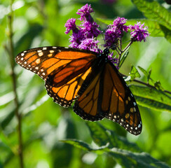 Obraz premium monarch butterfly on flower