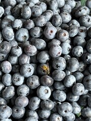 blueberries in a bowl