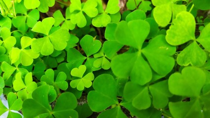 green clover leaves in the garden