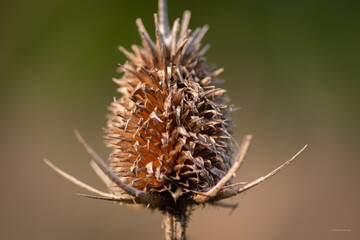 thistle in the field