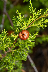 Gymnosporangium juniperi-virginianae Juniper-apple Rust