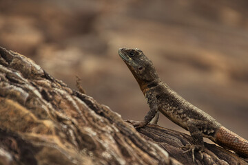 A lizard is on a rock, looking up at the camera