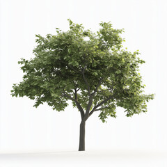 Obraz premium healthy green tree isolated on white background