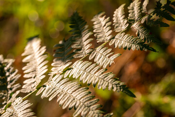 Fern leaf in the sun's rays