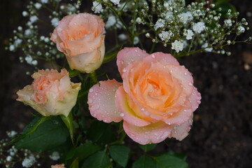 beautiful rose floral background. pretty peach colour roses with water droplets on petals 