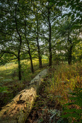 Tree stump in summer forest