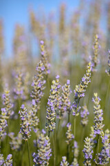 Lavender Fields