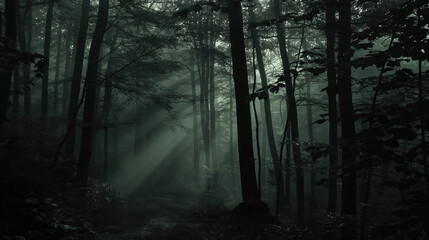 Obraz premium Misty, shadow-filled forest is lit by shafts of sunlight breaking through the trees. The scene feels mysterious and serene, with an aura of silence and hidden paths.