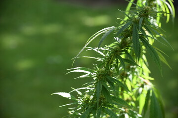 pot plant in sinlight